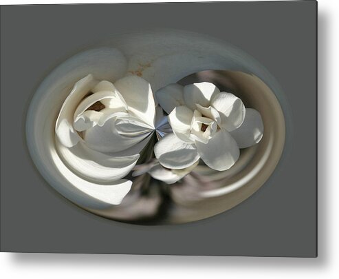 Flowers Metal Print featuring the photograph White Magnolia Series 511 by Jim Baker