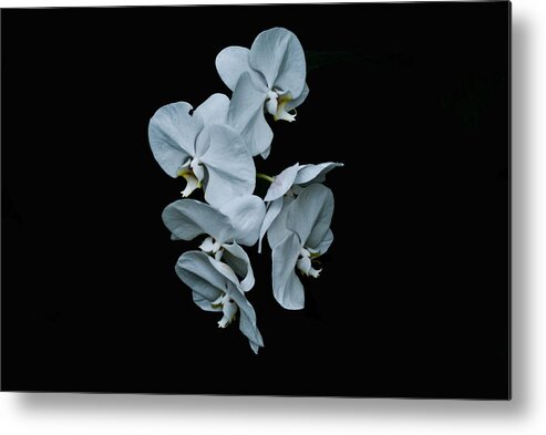 Plant Life Metal Print featuring the photograph White Orchid Pla 181 by Gordon Sarti