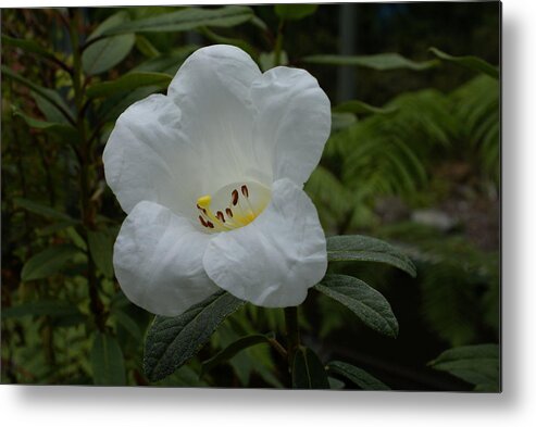 Rhody Metal Print featuring the photograph White Rhododendron by Jerry Cahill