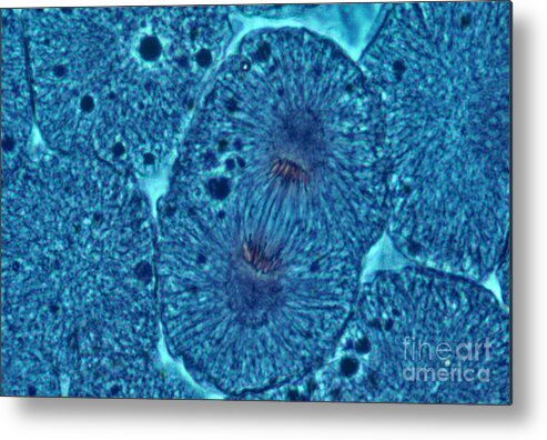 Cell Anatomy Metal Print featuring the photograph Whitefish Cells In Anaphase, Lm by Biology Pics