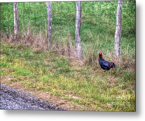 Chicken Metal Print featuring the photograph Why by Ken Williams