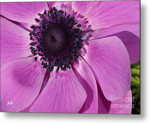 Anemone Metal Print featuring the photograph Windflower by Geri Glavis