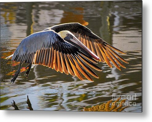 Pelican Metal Print featuring the photograph Wings Of Gold by Quinn Sedam