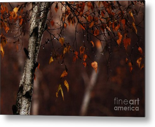 Tree Metal Print featuring the photograph Winter Birch by Linda Shafer
