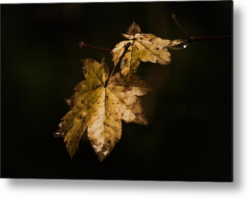 Winter Metal Print featuring the photograph Winter Leaves by Ron Roberts