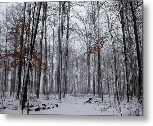 Hilton Conservation Park Metal Print featuring the photograph Winter Storm In The Forest by Debbie Oppermann