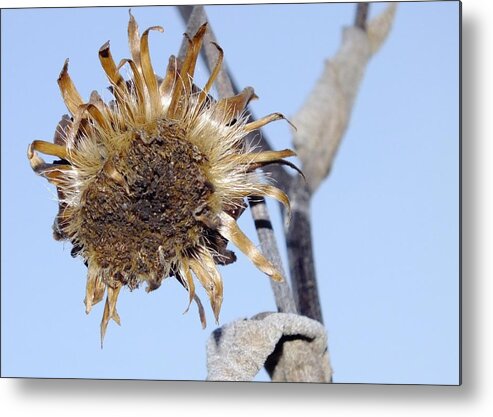 Nature Metal Print featuring the photograph Winter Sunshine by Peggy King