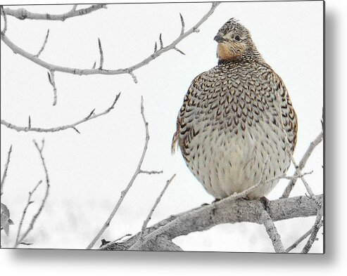 Winter Metal Print featuring the photograph Winters Find.. by Al Swasey