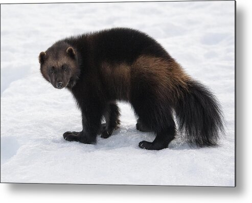 Wolverine Metal Print featuring the photograph Wolverine on Snow by Wade Aiken