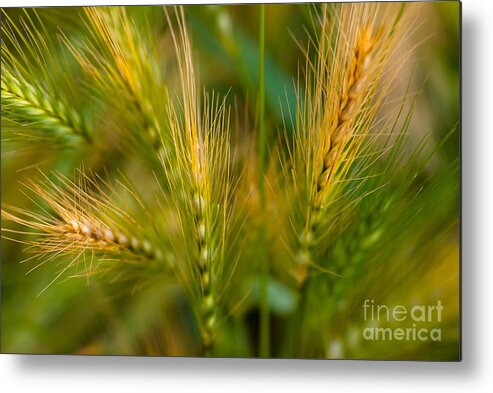 Plant Metal Print featuring the photograph Wonderous Wild Wheat by Venetta Archer