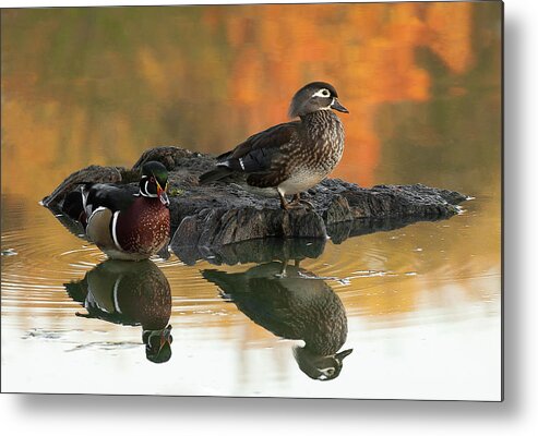 Birds Metal Print featuring the photograph Wood Ducks by Dale Kincaid