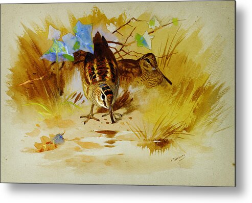Archibald Thorburn Metal Print featuring the painting Woodcock in a sandy hollow by Celestial Images