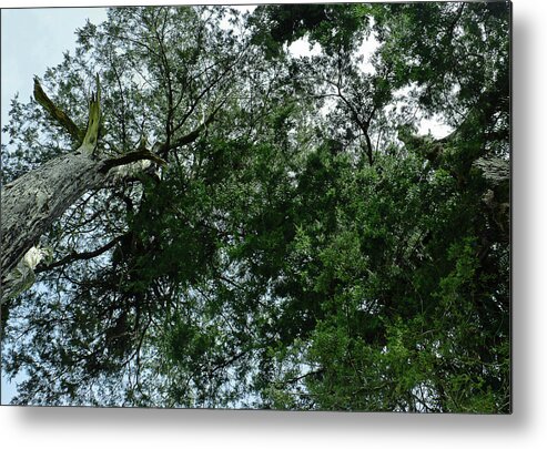 Abstract Metal Print featuring the photograph Woods of Vicksburg by Michael Nowotny