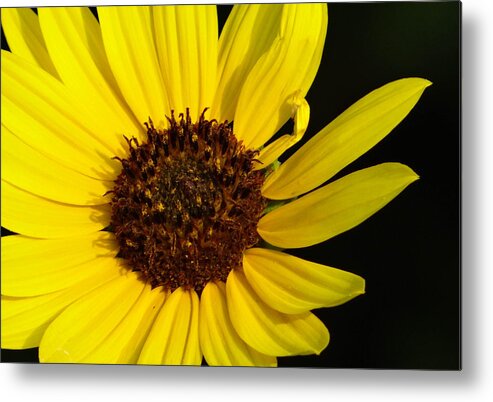Yellow Metal Print featuring the photograph Yellow Bloom by Stacy Michelle Smith