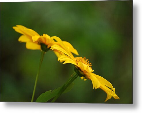 Flower Metal Print featuring the photograph Yellow Dye by Lorenzo Cassina