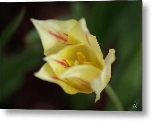 Yellow Metal Print featuring the photograph Yellow Flower by Kelly Smith