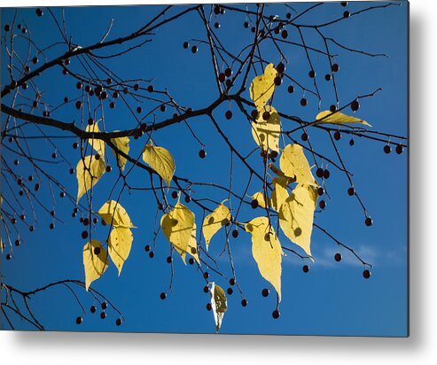 Yellow Metal Print featuring the photograph Yellow leaves and blue sky in autumn by Matthias Hauser