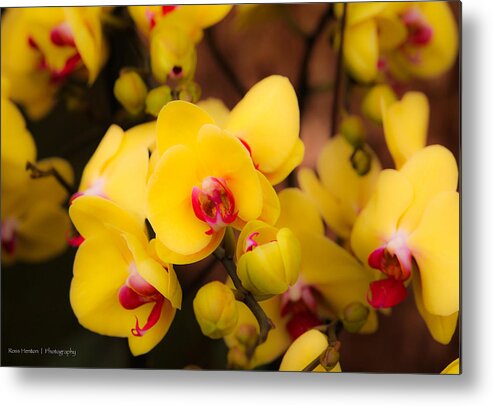 London Metal Print featuring the photograph Yellow Orchids by Ross Henton