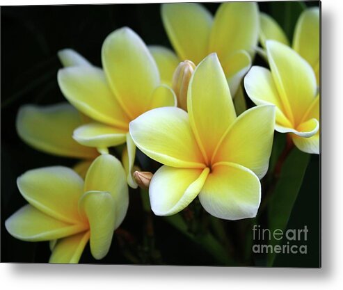 Plumeria Metal Print featuring the photograph Yellow Plumeria Cascade by Sabrina L Ryan