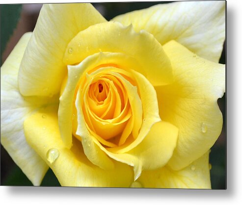 Single Metal Print featuring the photograph Yellow Rose l by Michelle Calkins