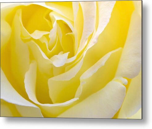 Rose Metal Print featuring the photograph Yellow Rose by Svetlana Sewell