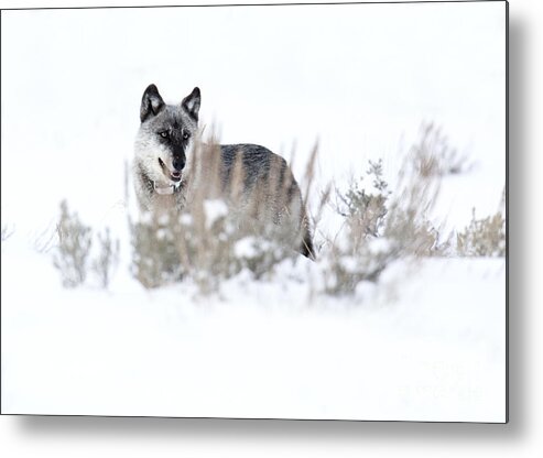 Gray Wolf Metal Print featuring the photograph Yellowstone Wolf by Deby Dixon