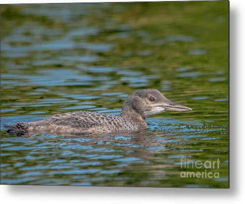 Loon Metal Print featuring the photograph Young Loon by Cheryl Baxter