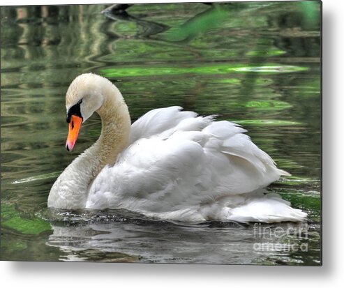 Birds Metal Print featuring the photograph Young Swan by Kathy Baccari