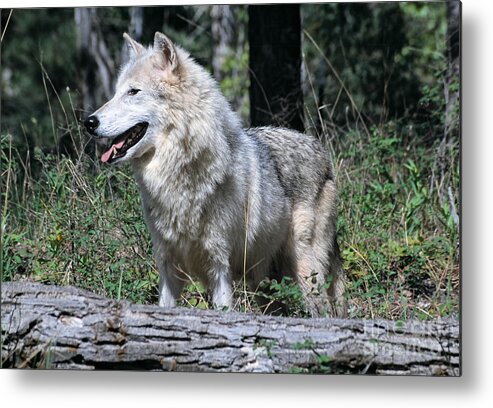 Timber Metal Print featuring the photograph Young wolf by Les Palenik