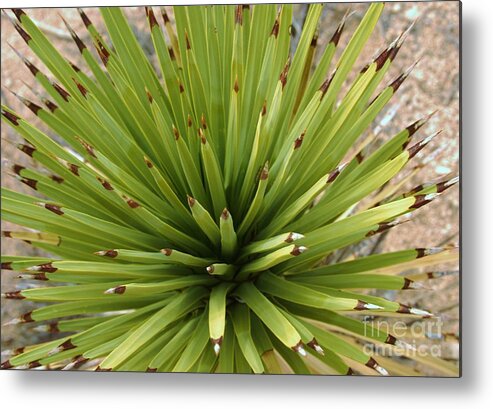 High Desert California Metal Print featuring the photograph Young Yucca by Angela J Wright