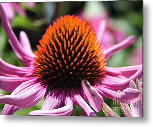 Pink Flower Metal Print featuring the photograph Alive by Matthew Wilson