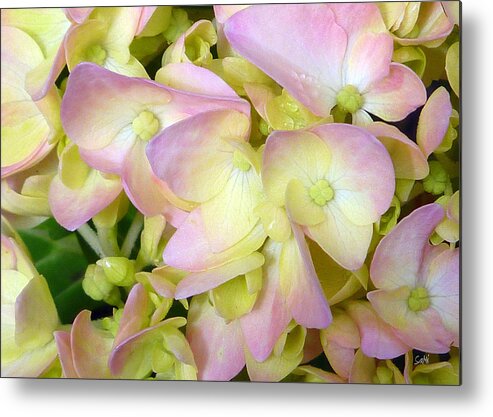 Landscape Metal Print featuring the photograph Hydrangeas  by Sami Martin