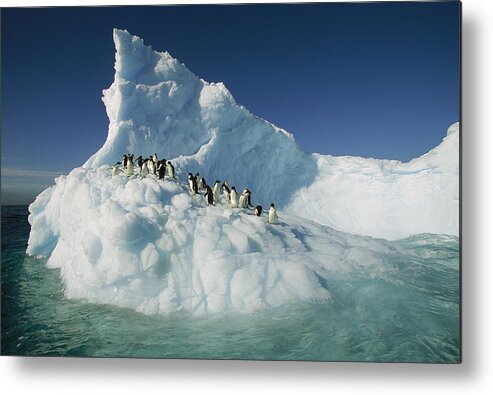 Hhh Metal Print featuring the photograph Adelie Penguin Pygoscelis Adeliae Group #1 by Colin Monteath