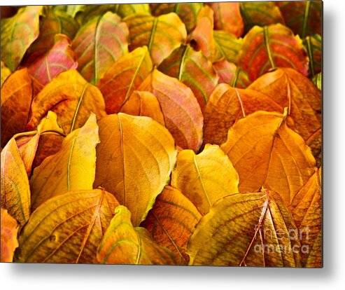 Leaves Metal Print featuring the photograph Autumn leaves by Elena Elisseeva