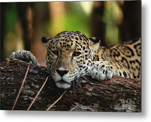 Mp Metal Print featuring the photograph Jaguar Panthera Onca Portrait, Belize #1 by Gerry Ellis