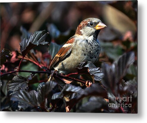 Bird Metal Print featuring the photograph Little Sparrow #2 by Elaine Manley