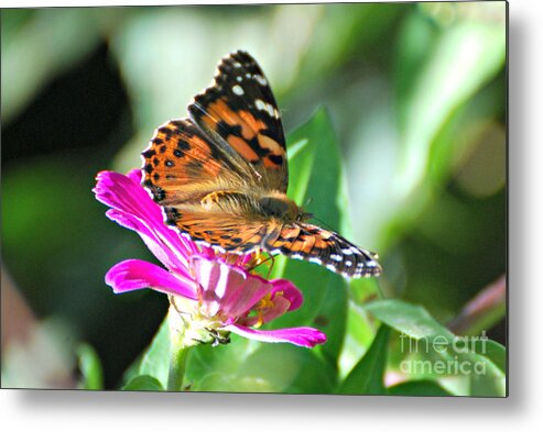 Painted Lady Butterfly Prints Metal Print featuring the photograph Painted Lady #1 by Lila Fisher-Wenzel