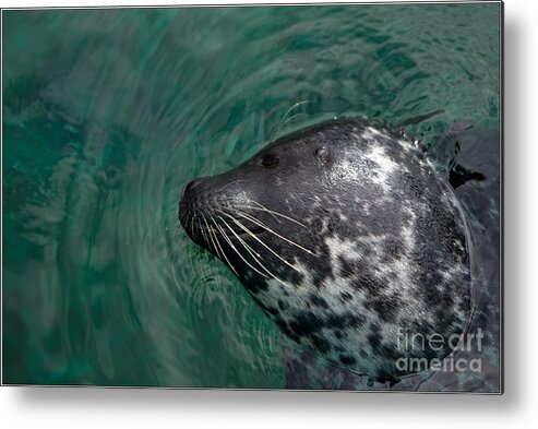 Seal Metal Print featuring the photograph Seal #1 by Jorgen Norgaard