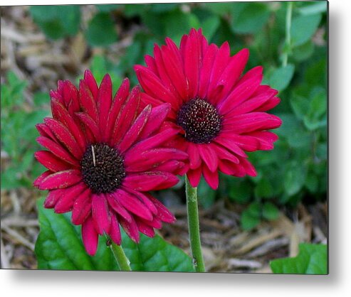 Pink Flowers Metal Print featuring the photograph Two Zinnias in the Shade #1 by Paula Tohline Calhoun