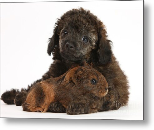 Animal Metal Print featuring the photograph Puppy And Guinea Pig #17 by Mark Taylor