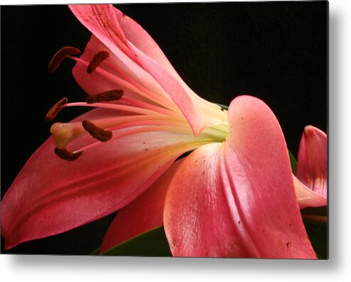 Flower Metal Print featuring the photograph Floral 0039 #2 by Carol Ann Thomas