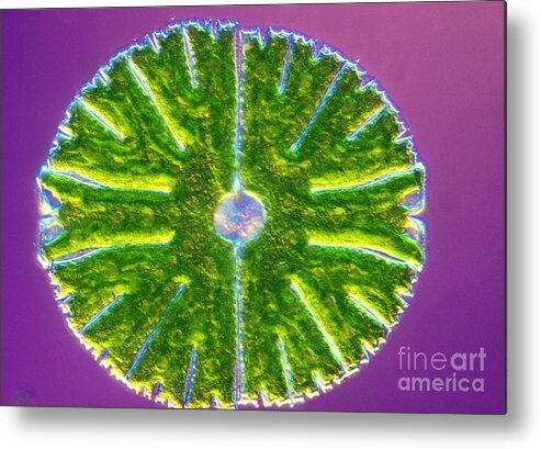 Cell Metal Print featuring the photograph Micrasterias Denticulata #2 by M. I. Walker