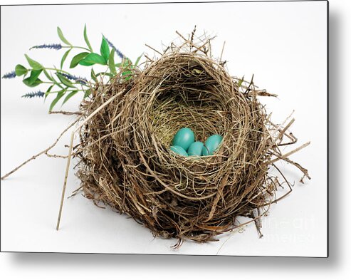 Animal Metal Print featuring the photograph American Robin Nest #3 by Photo Researchers, Inc.