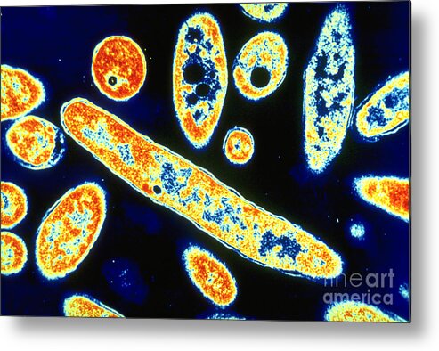 Transmitted Metal Print featuring the photograph Legionella Pneumophila #3 by Science Source