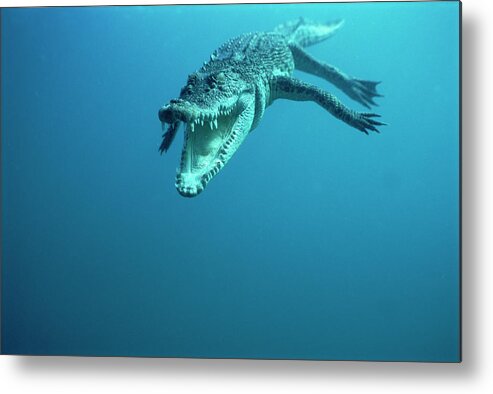 Mp Metal Print featuring the photograph Saltwater Crocodile Crocodylus Porosus #3 by Mike Parry