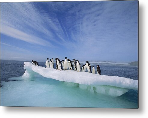 Mp Metal Print featuring the photograph Adelie Penguin Pygoscelis Adeliae Group #4 by Tui De Roy