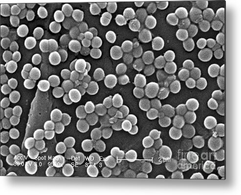 Virulent Metal Print featuring the photograph Methicillin-resistant Staphylococcus #4 by Science Source