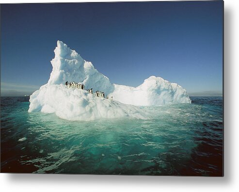 Hhh Metal Print featuring the photograph Adelie Penguin Pygoscelis Adeliae Group #5 by Colin Monteath