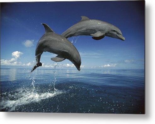 Mp Metal Print featuring the photograph Bottlenose Dolphin Tursiops Truncatus #6 by Konrad Wothe