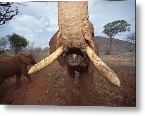 Mp Metal Print featuring the photograph African Elephant Loxodonta Africana #7 by Gerry Ellis